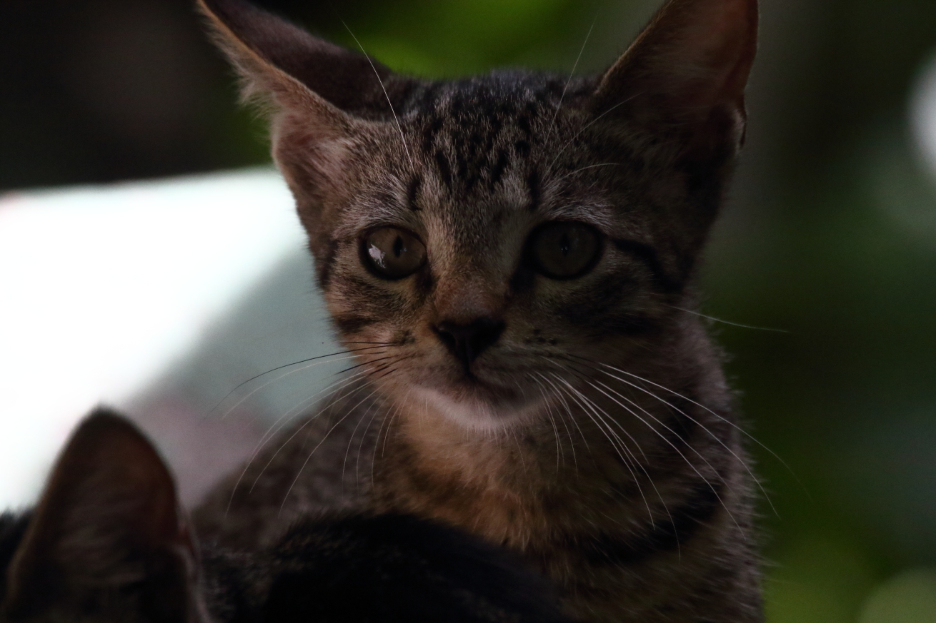 2015 08 31 HTP 04284e