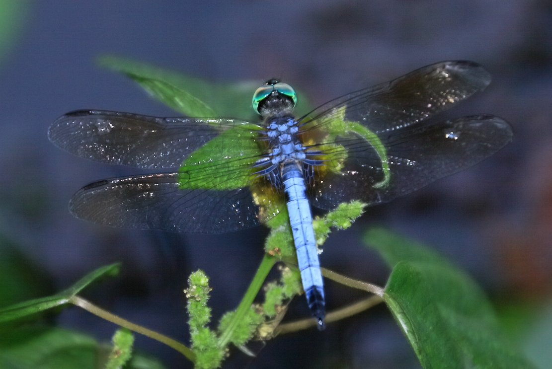 Dragonflies