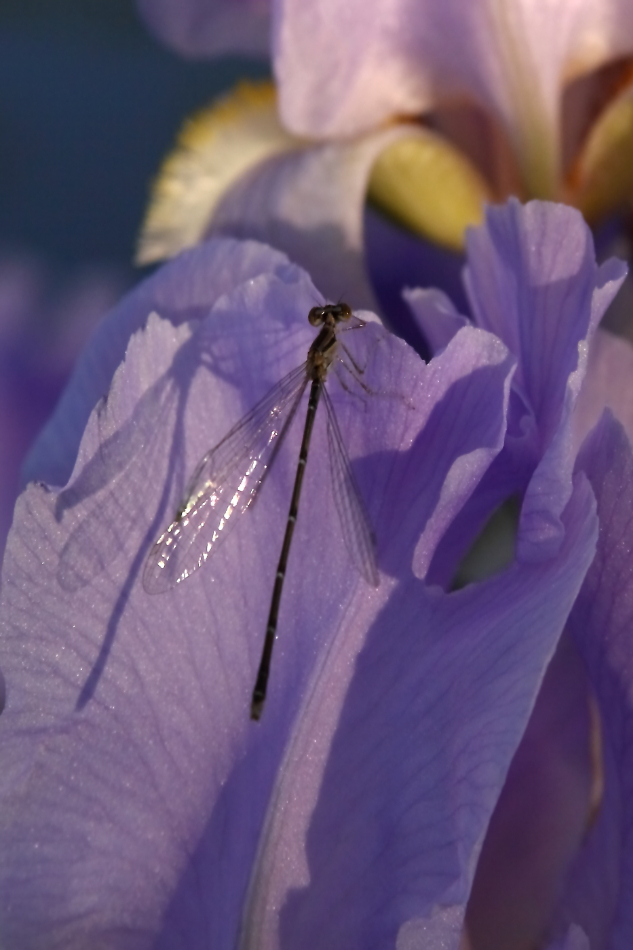 2011 05 31 IMG 32911e