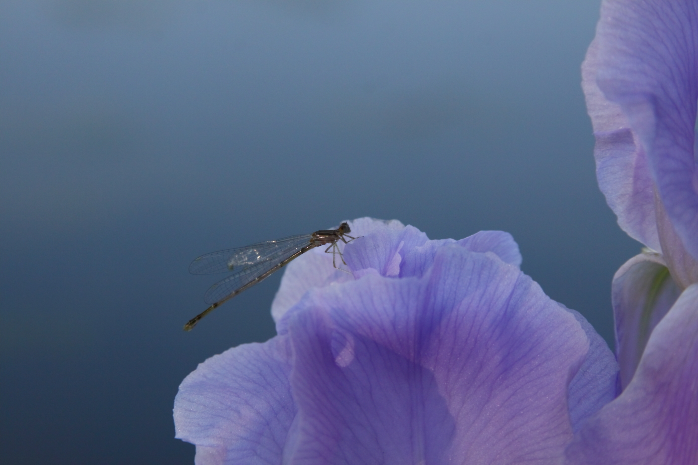 2011 05 31 IMG 32926