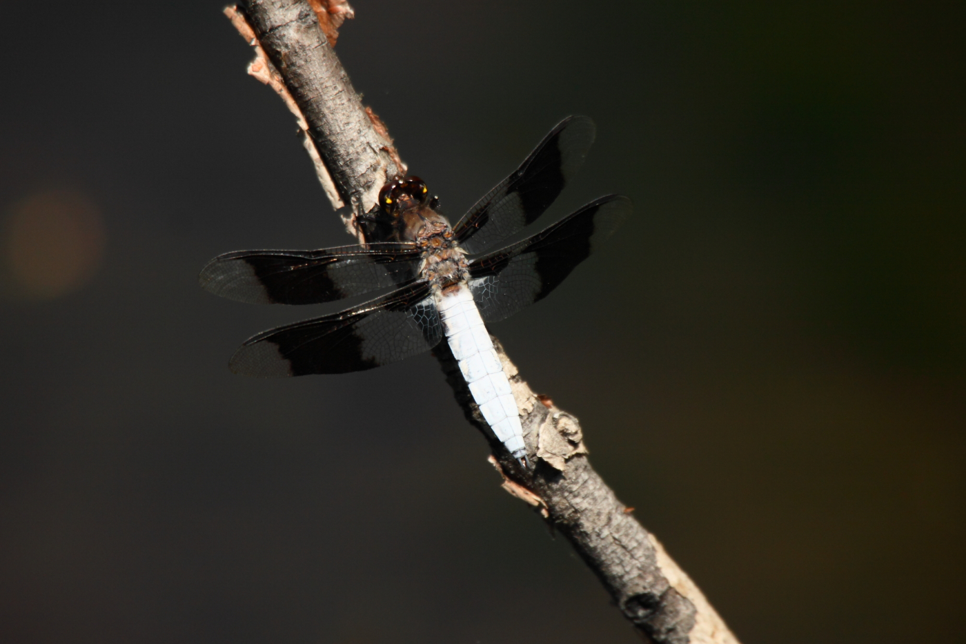 2013 06 01 IMG 08137