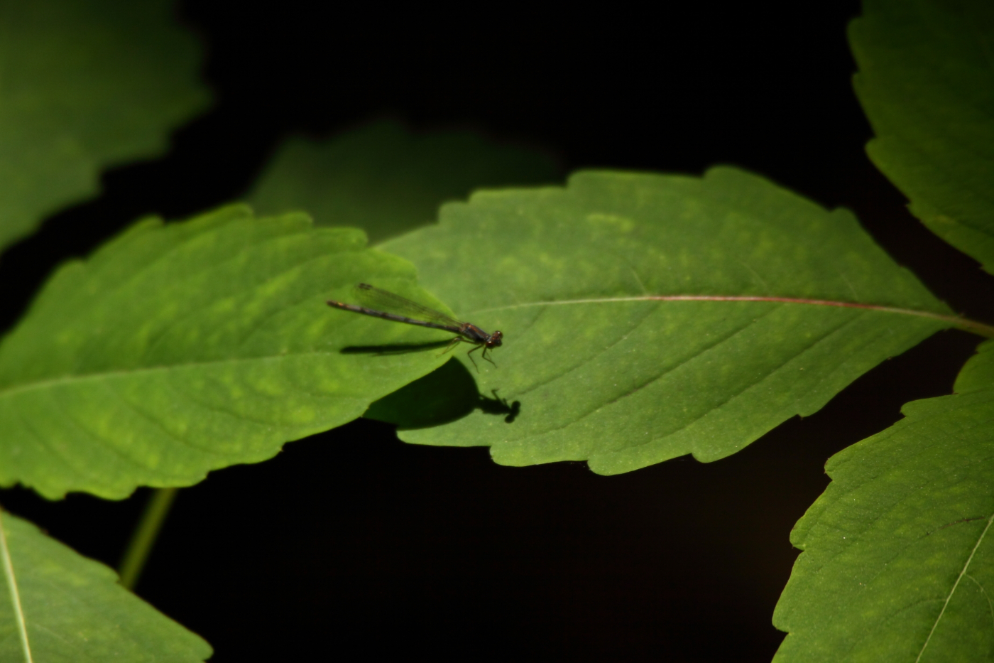 2013 06 01 IMG 08158