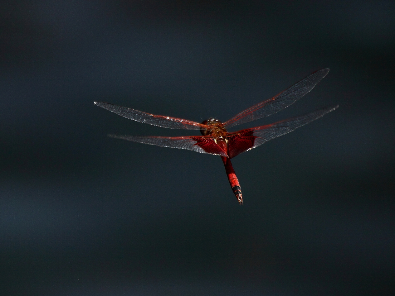 2013 06 01 IMG 08185e