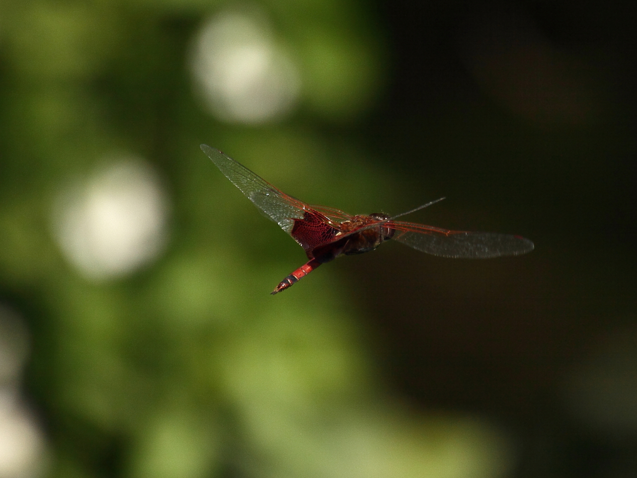 2013 06 01 IMG 08192e