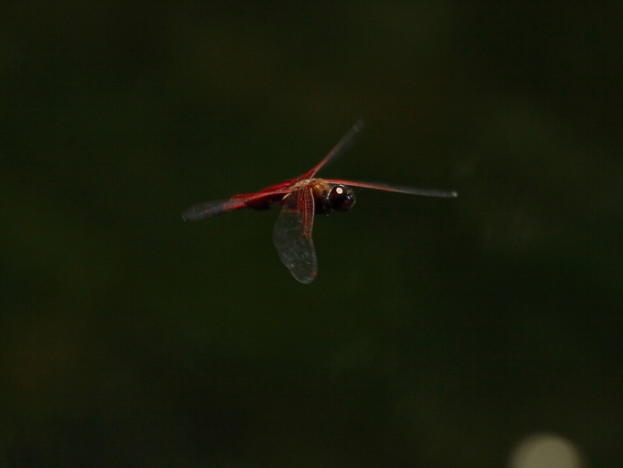 2013 06 01 IMG 08217e