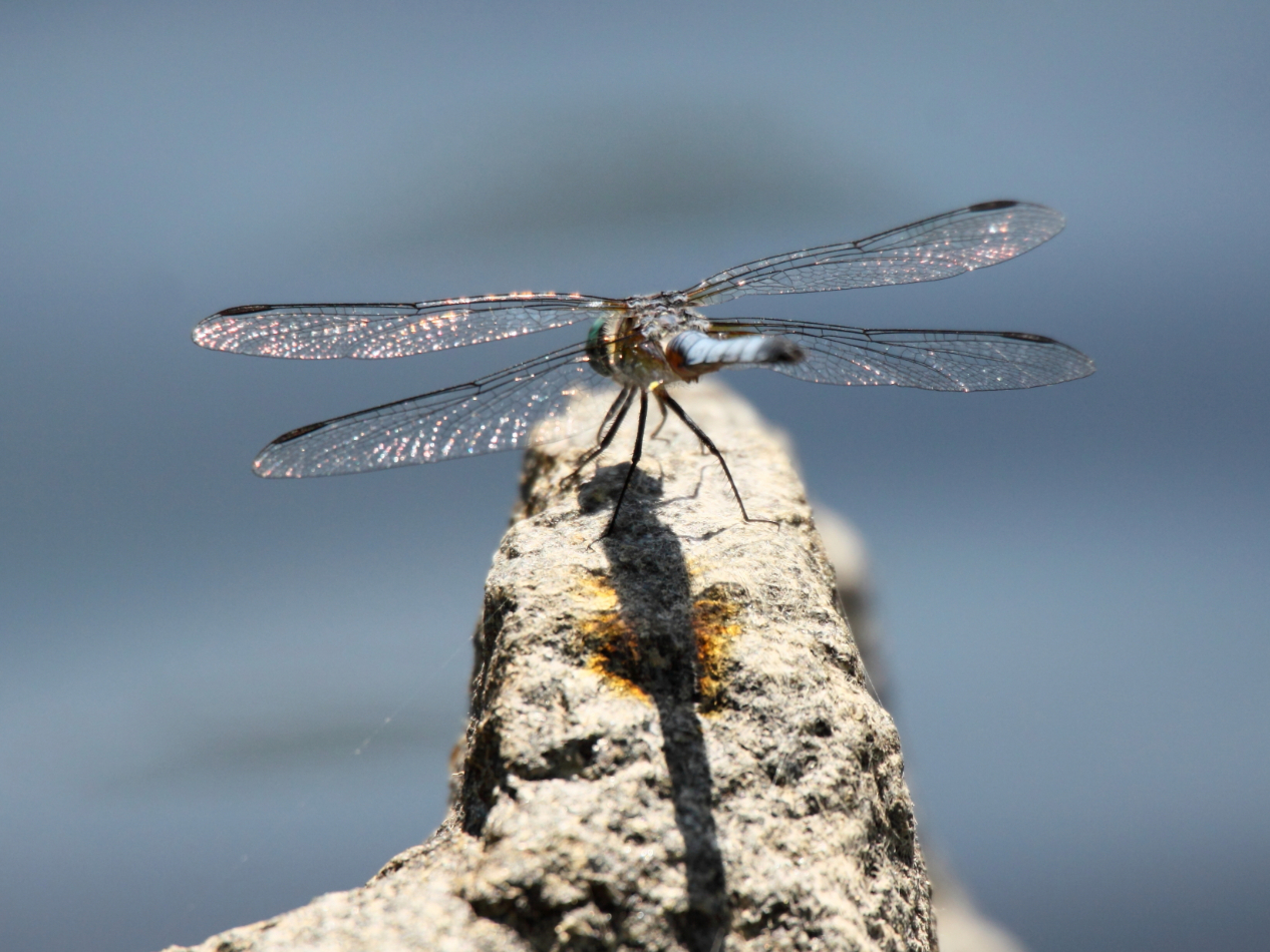 2013 06 01 IMG 08253e