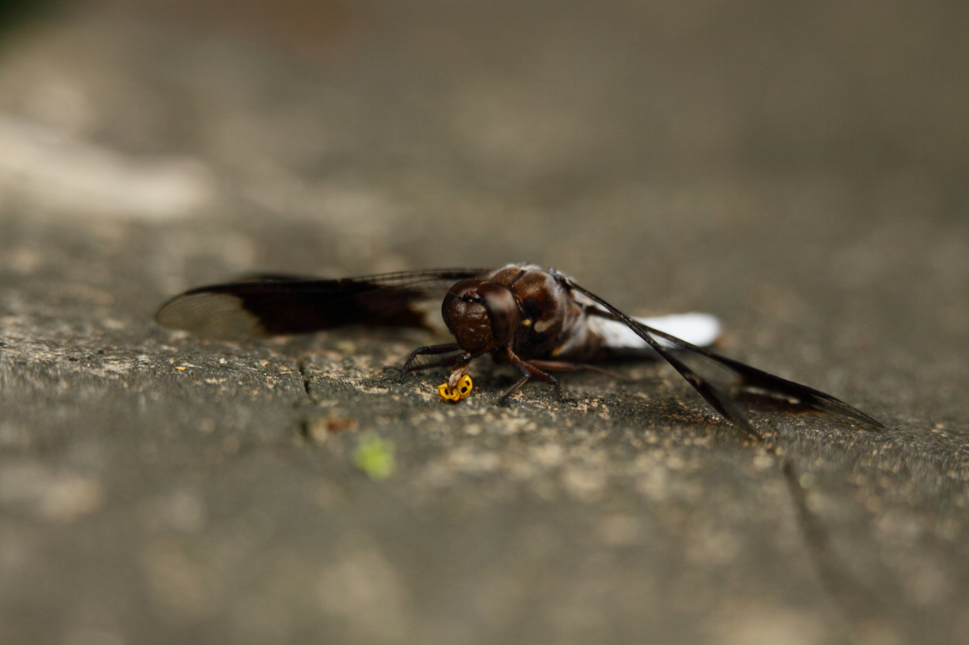 2013 06 06 IMG 09277