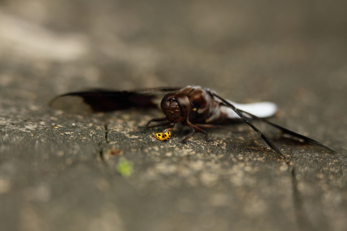 2013 06 06 IMG 09279