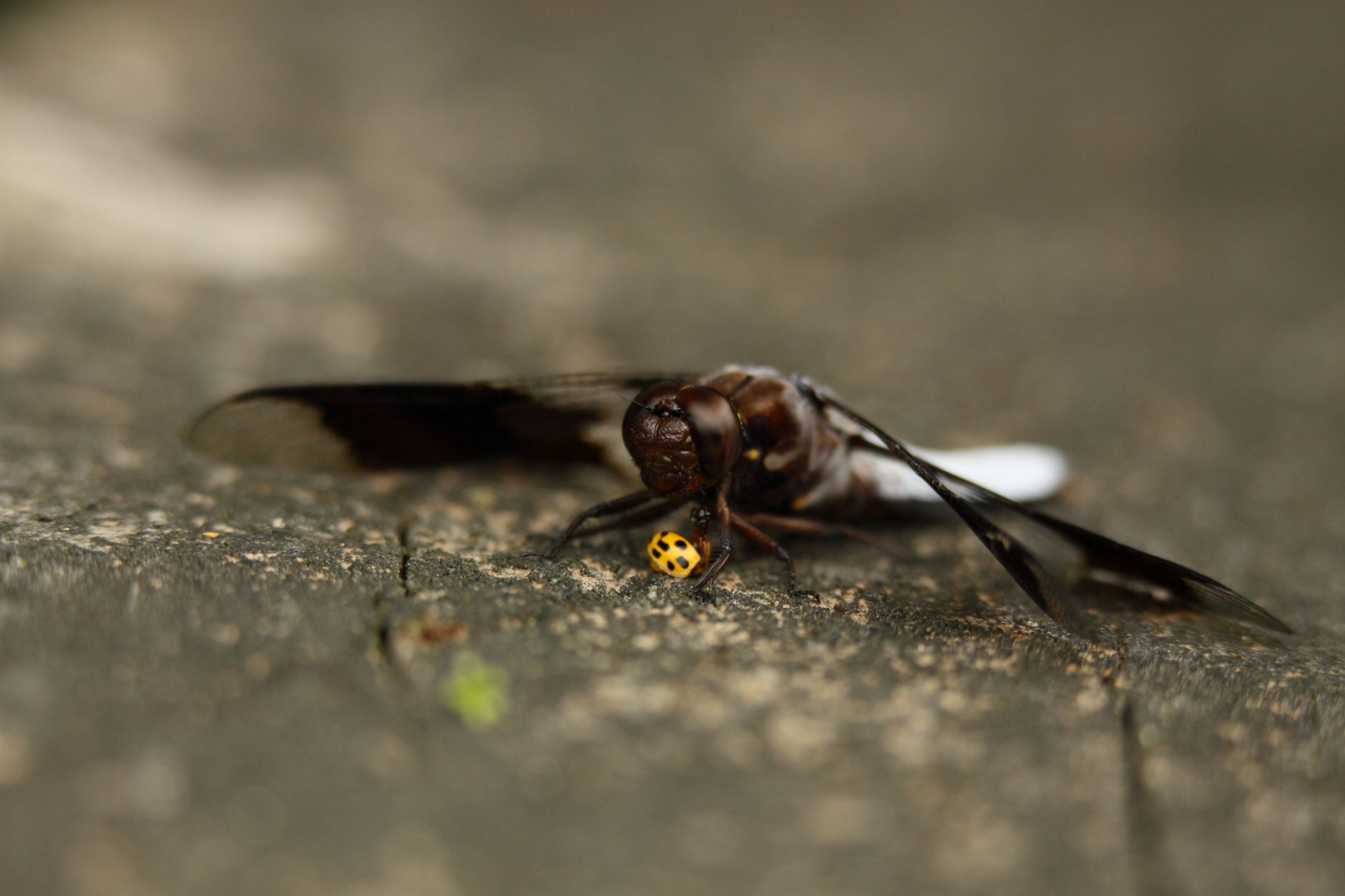 2013 06 06 IMG 09280