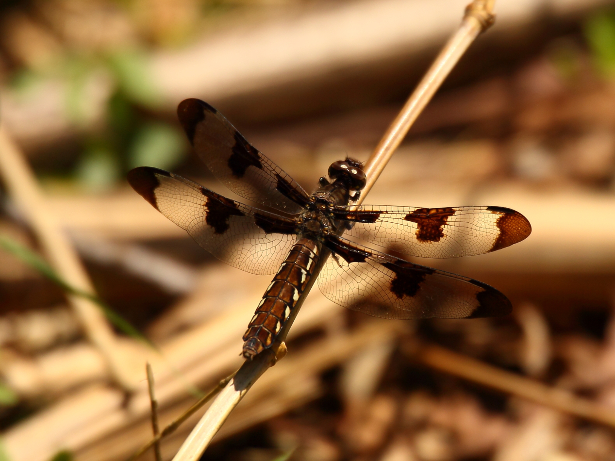 2013 06 09 IMG 09618e