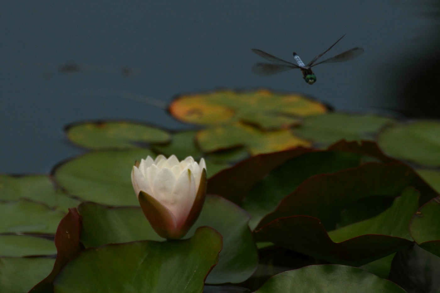 2013 06 09 IMG 09715e