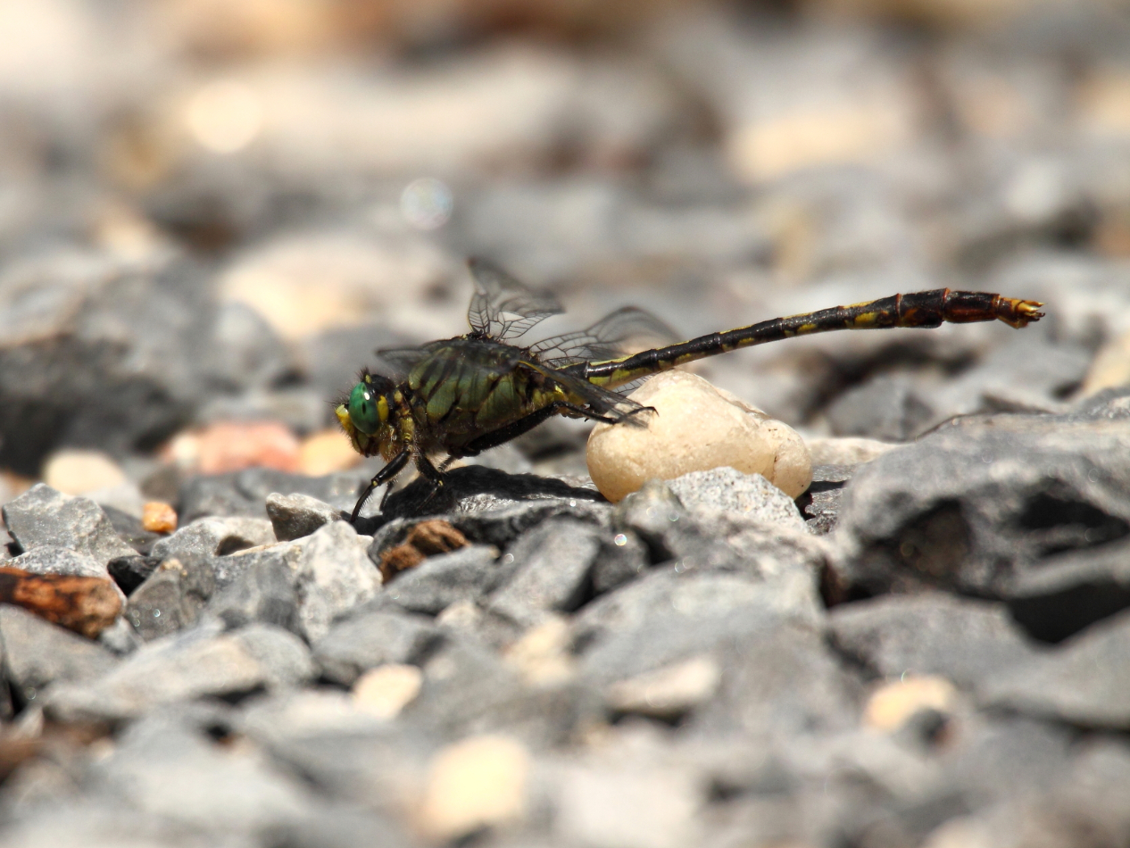 2013 06 12 IMG 10307e