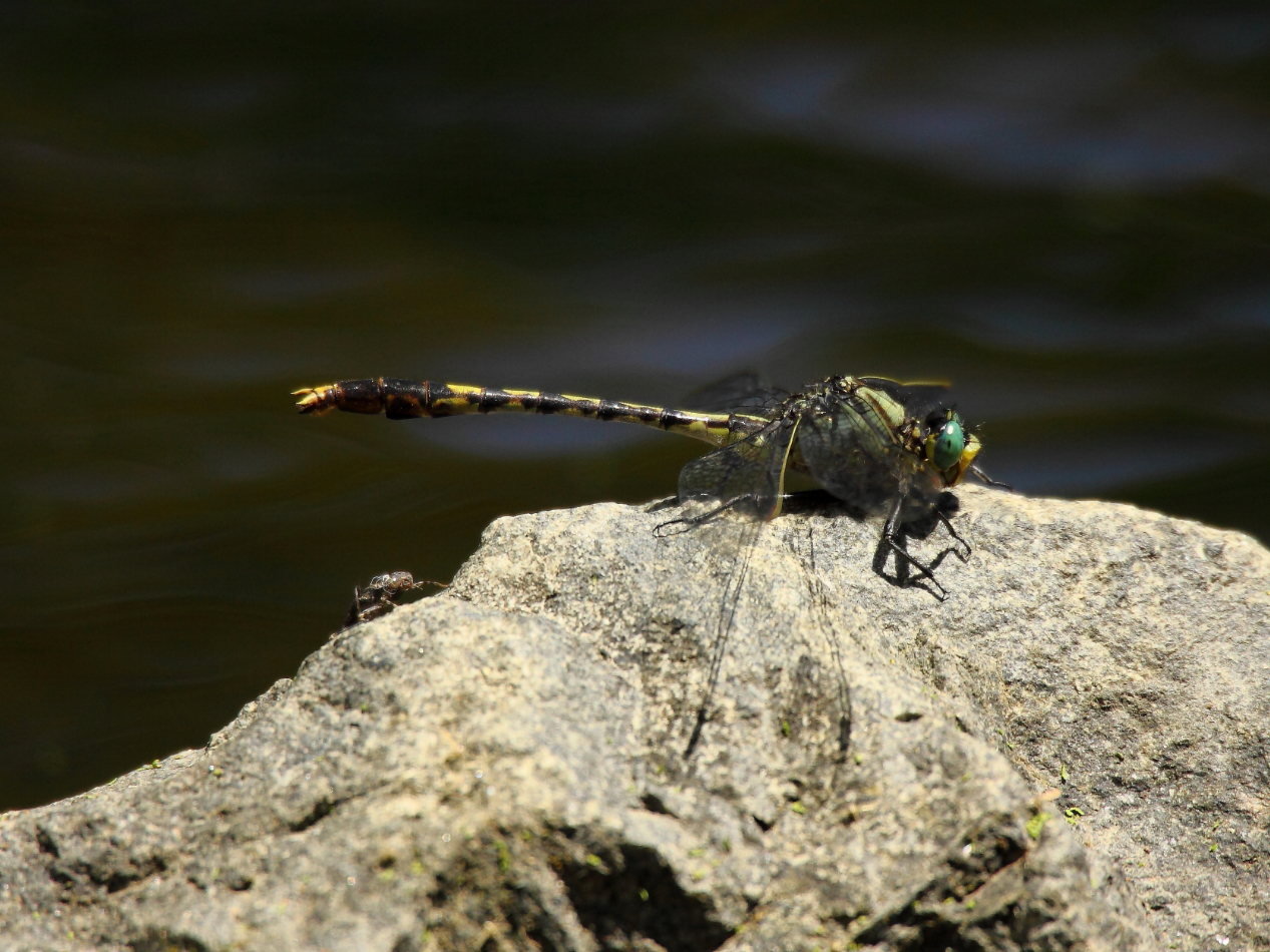 2013 06 12 IMG 10353e
