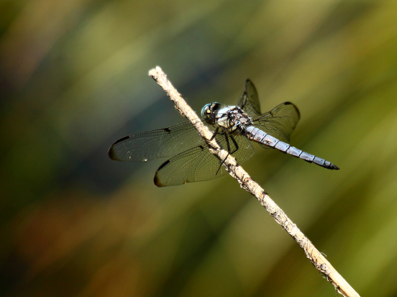 2013 06 12 IMG 10472e
