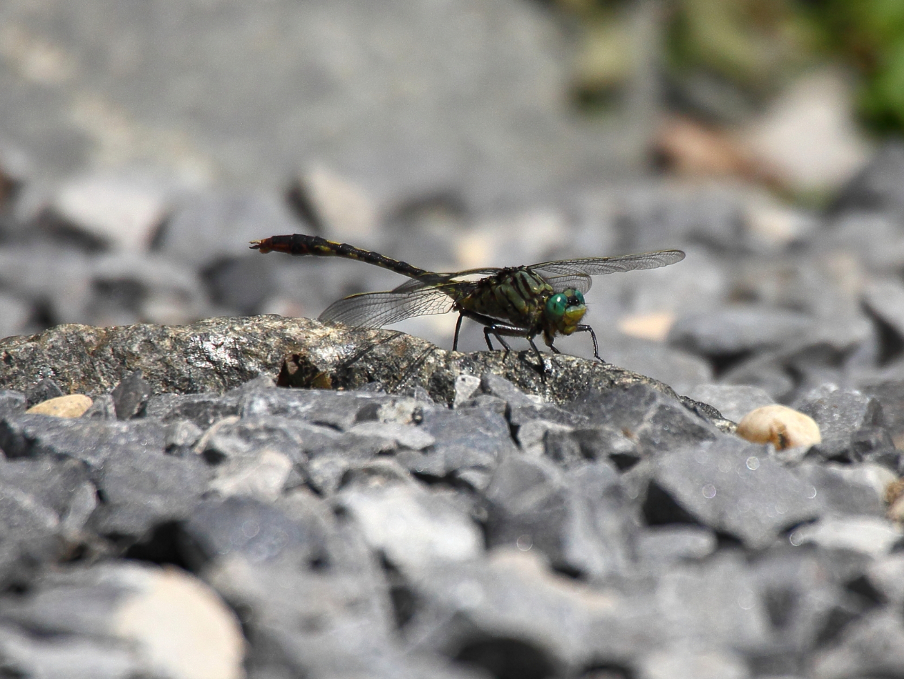 2013 06 14 IMG 10597e
