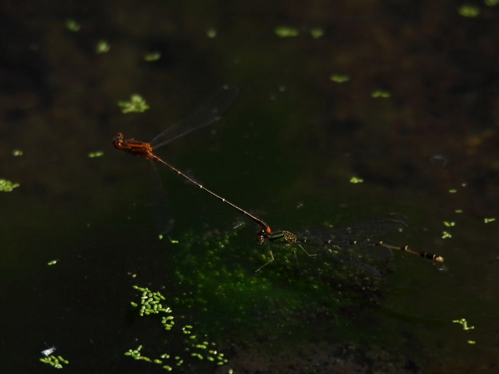 2013 06 14 IMG 10677e