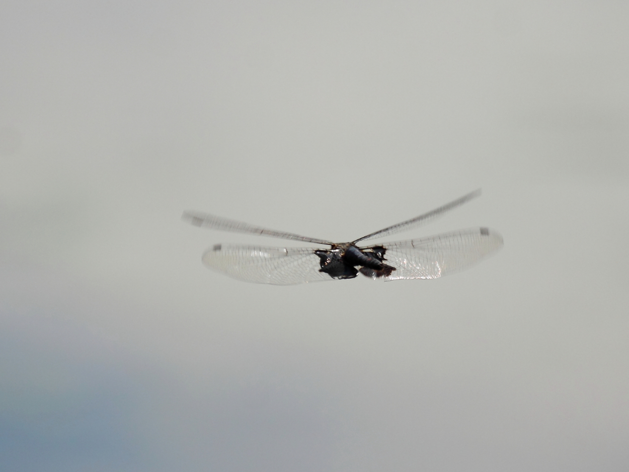 2013 06 14 IMG 10681e