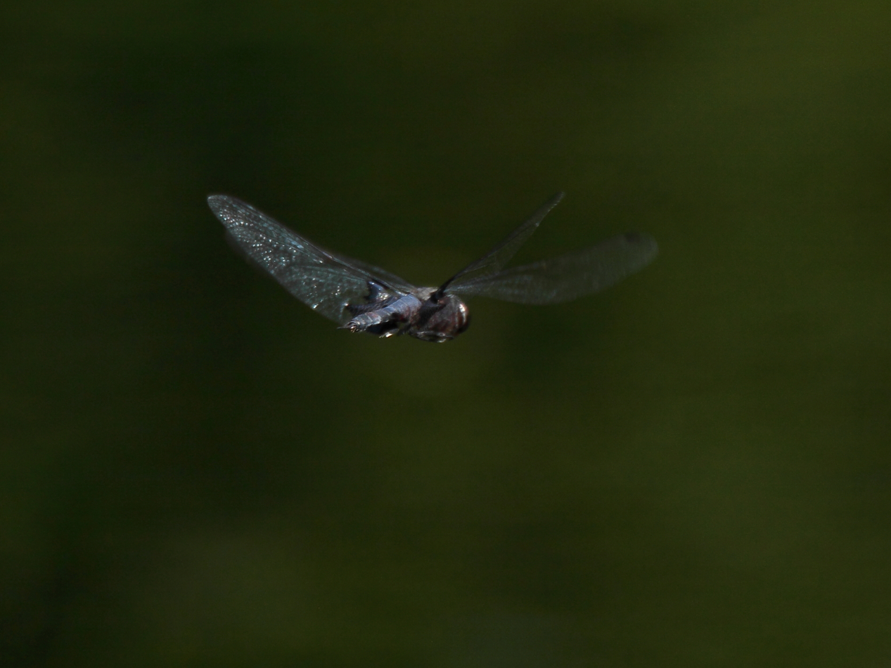 2013 06 14 IMG 10682e