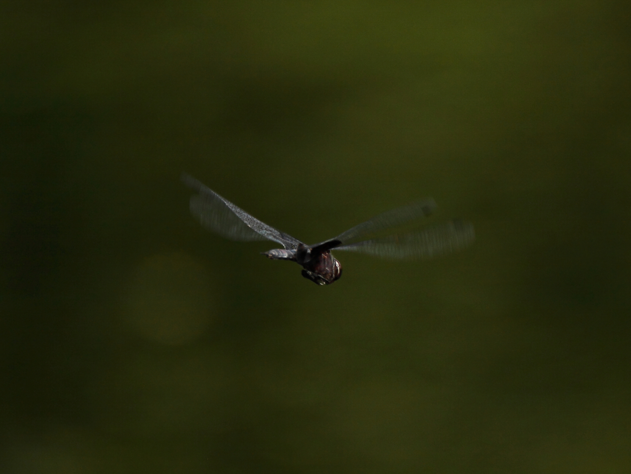 2013 06 14 IMG 10683e