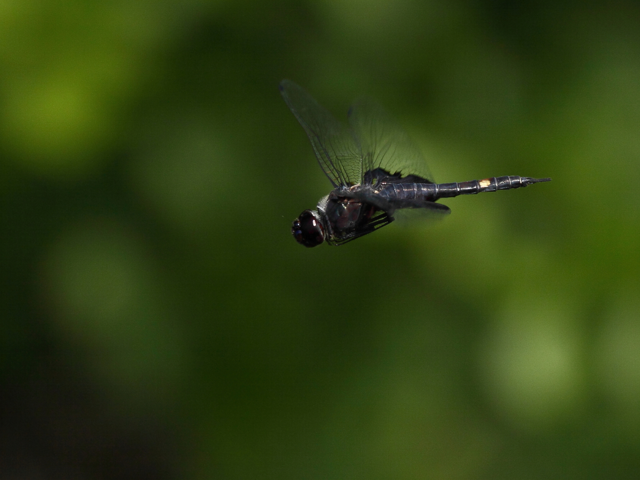 2013 06 19 IMG 11272e