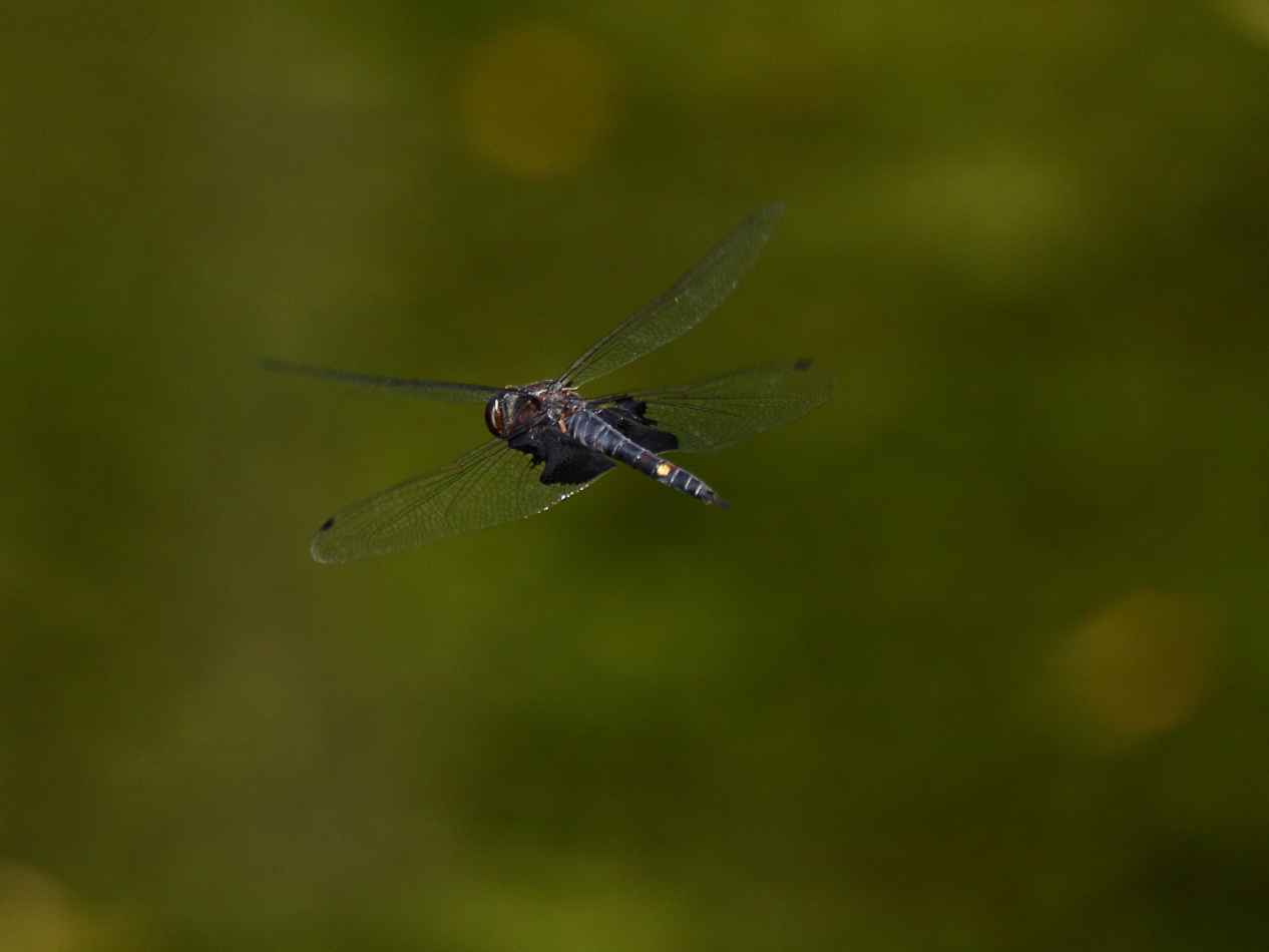 2013 06 19 IMG 11279e