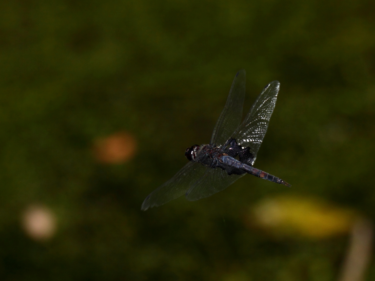 2013 06 19 IMG 11301e
