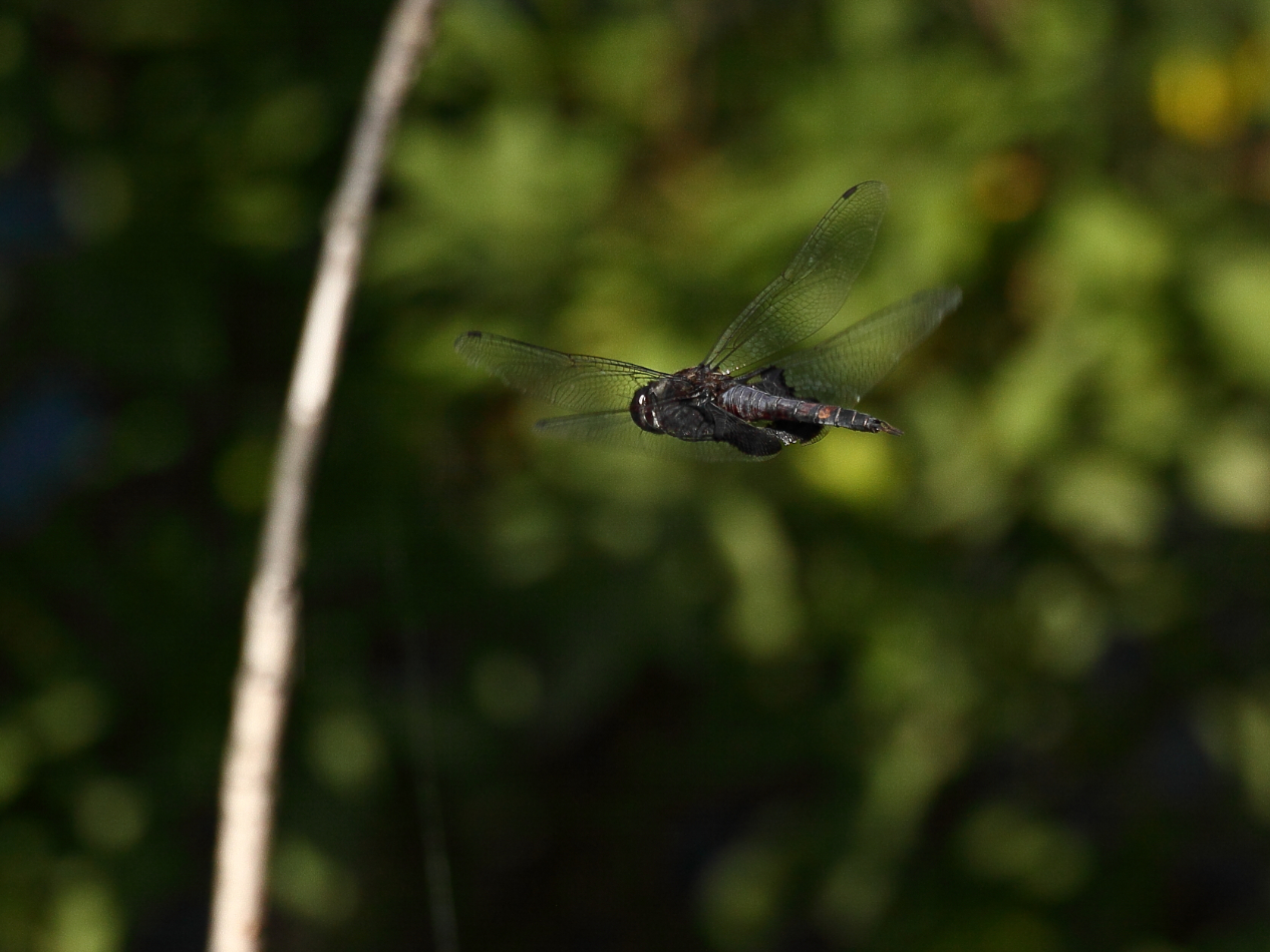 2013 06 19 IMG 11303e