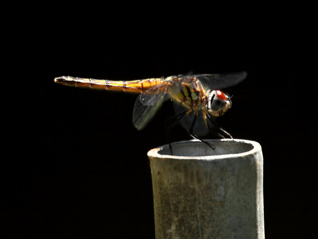 2013 06 23 IMG 11485e