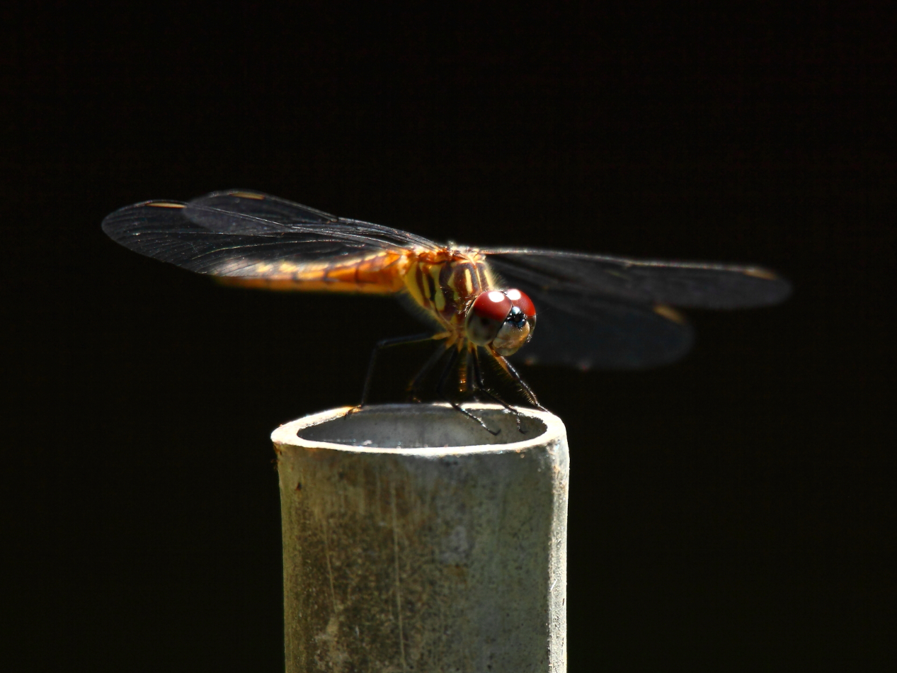 2013 06 23 IMG 11488e