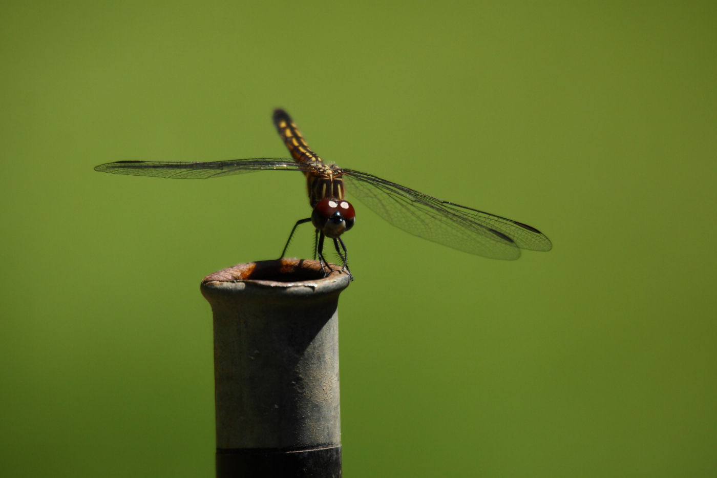 2013 06 23 IMG 11498