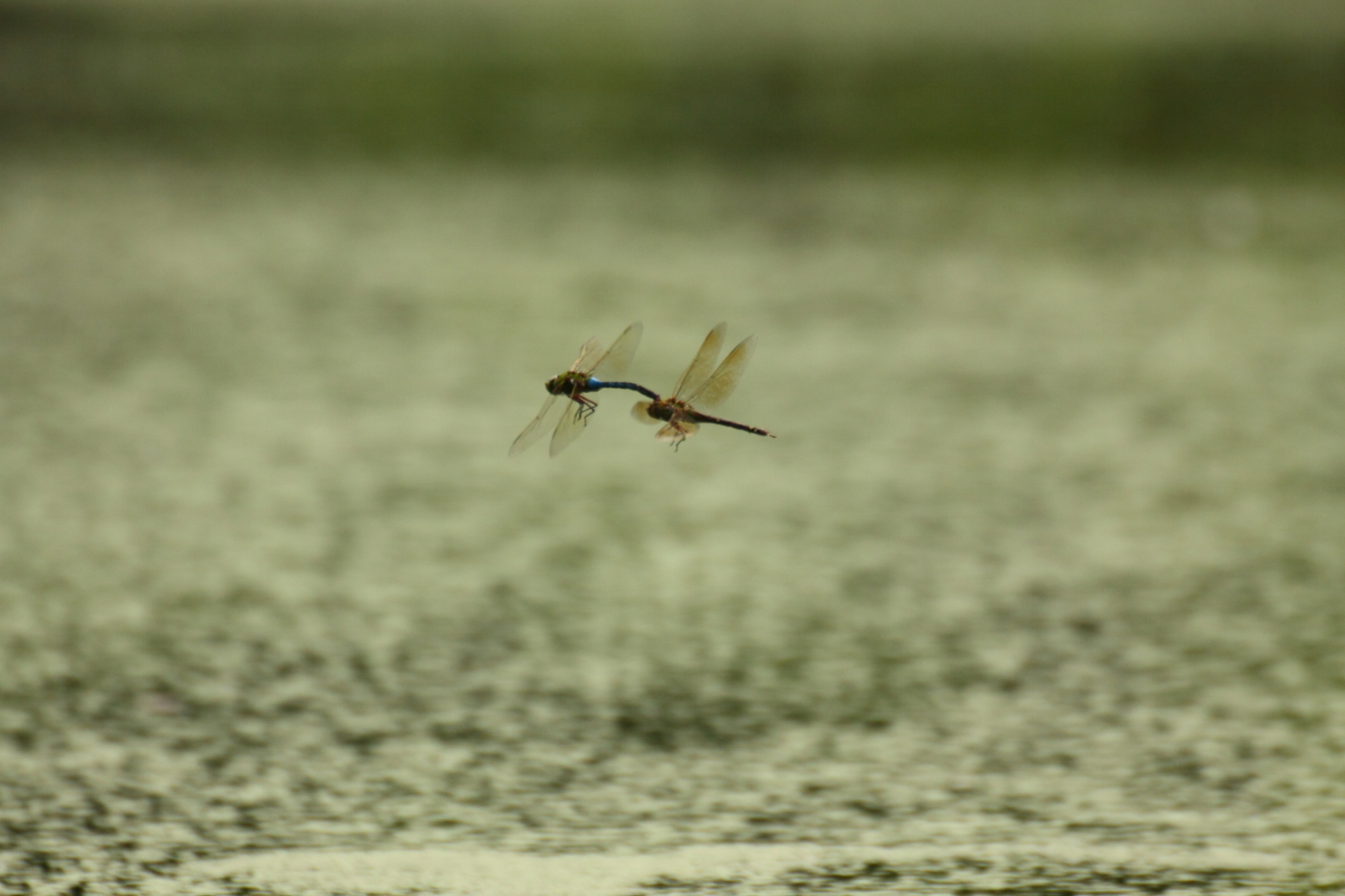 2013 07 03 IMG 12788