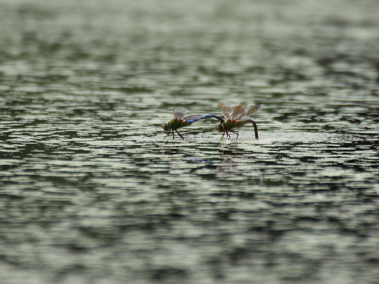 2013 07 03 IMG 12807e