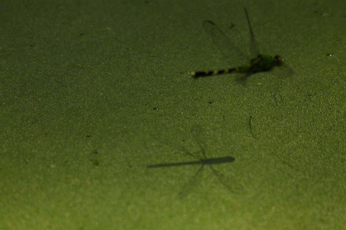 2013 07 14 IMG 13695