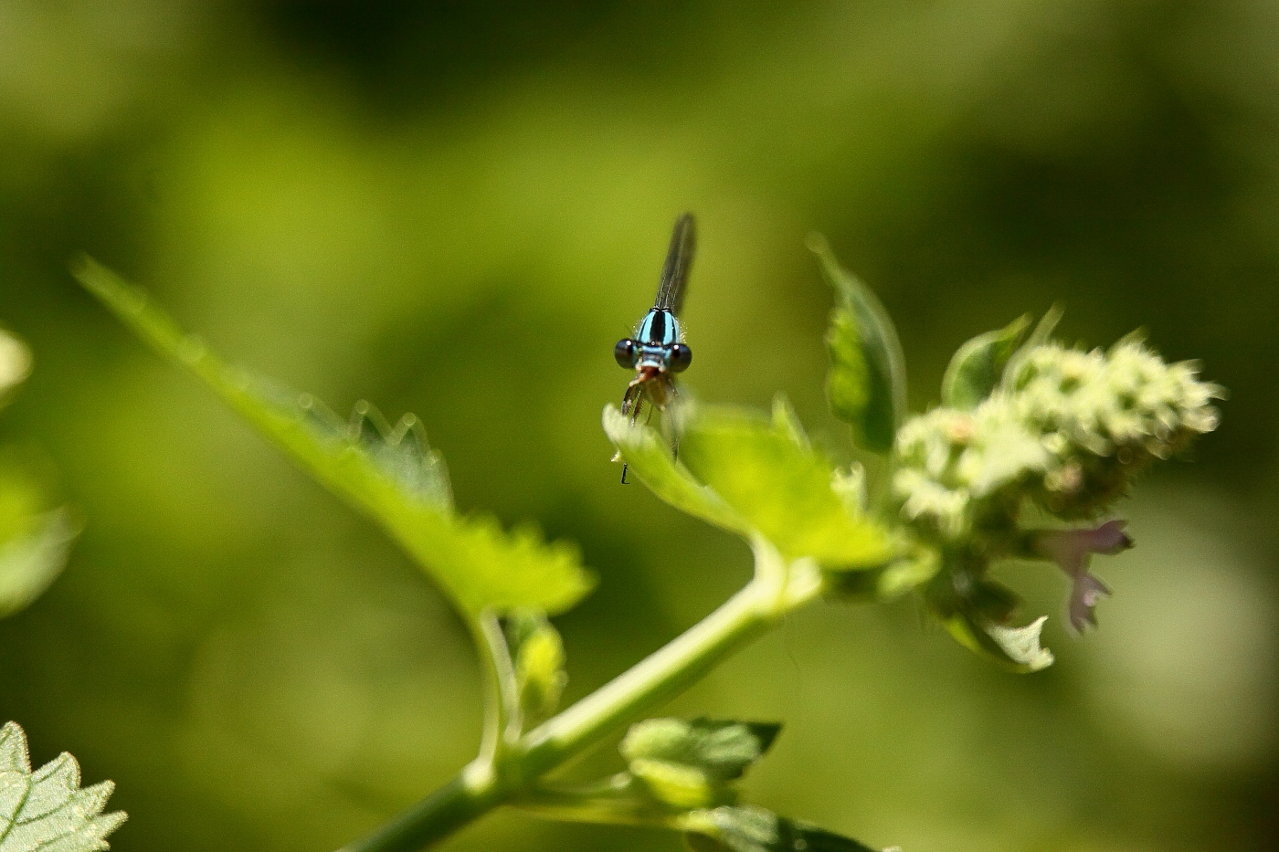 2013 07 15 IMG 13733e