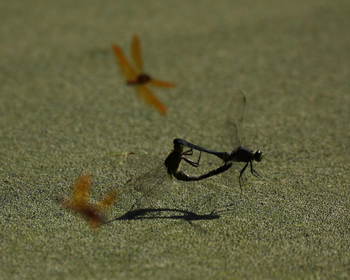 2013 07 26 IMG 14946e