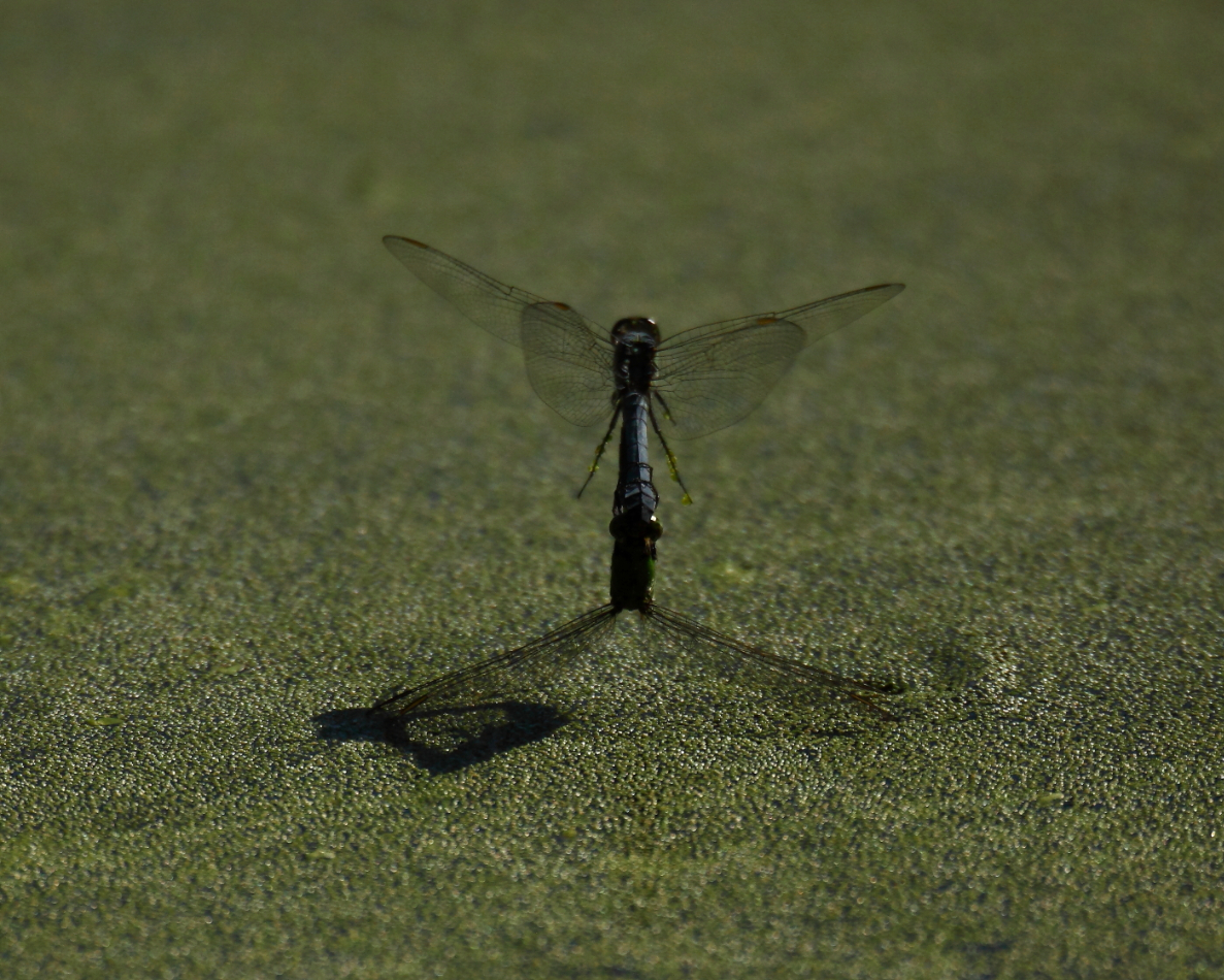 2013 07 26 IMG 14950e