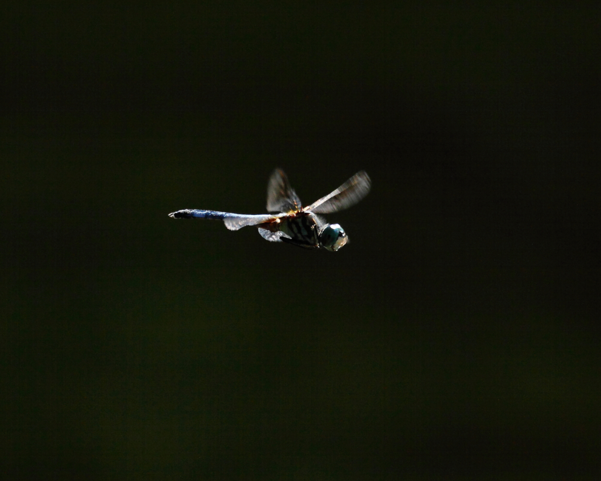 2013 08 14 HTP 02770e