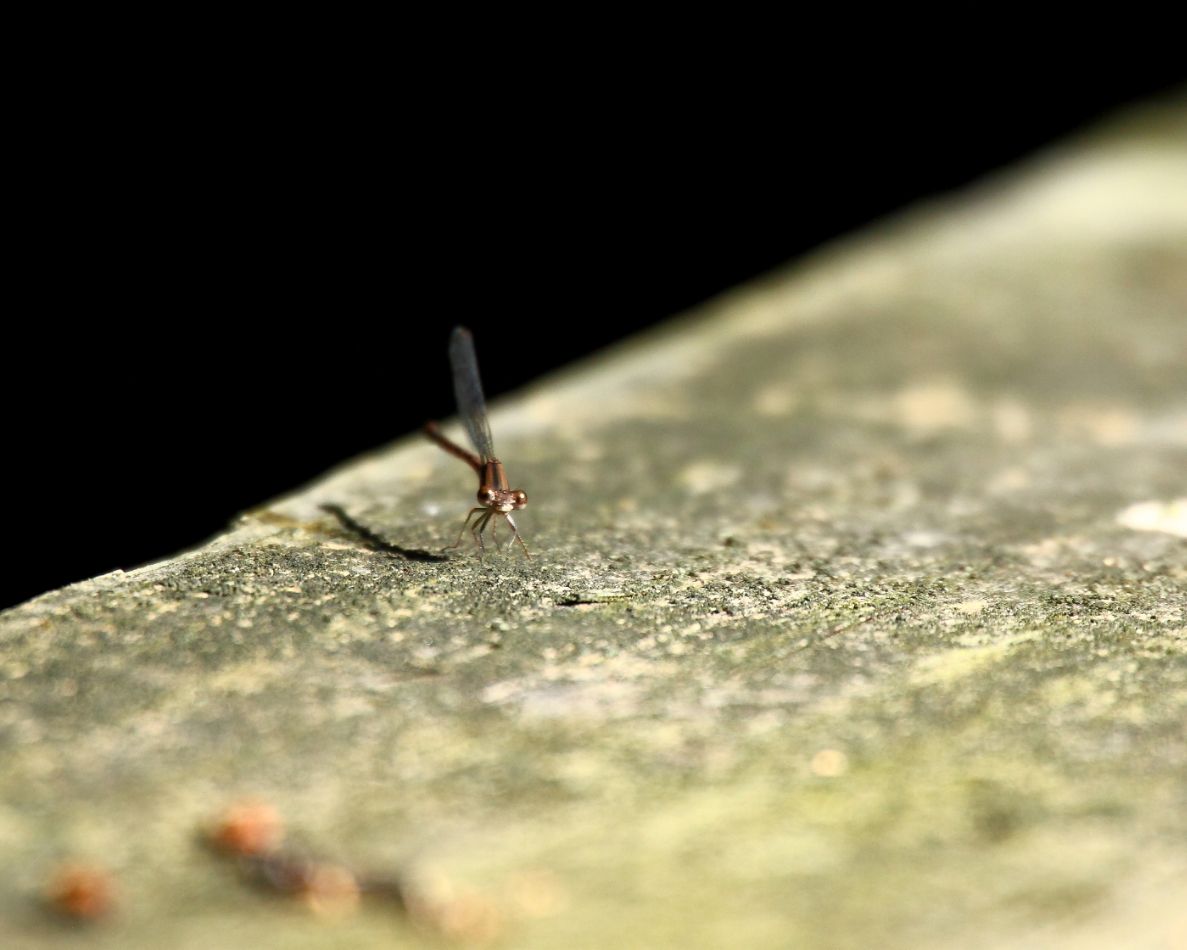 2013 08 14 HTP 02873e
