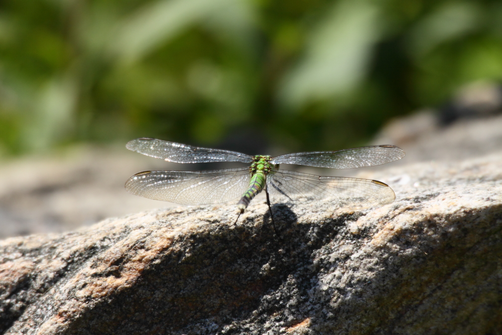 2013 08 25 HTP 03910