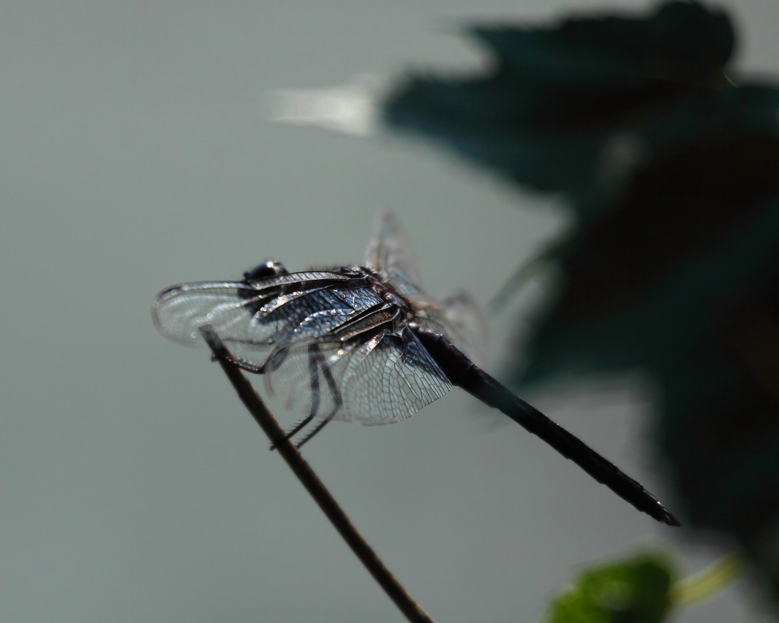 2013 08 27 HTP 04069e