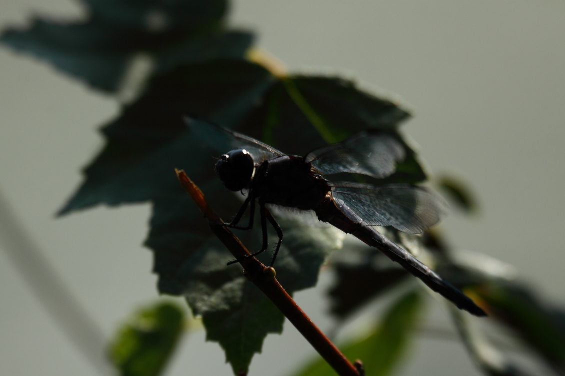 2013 08 27 HTP 04087