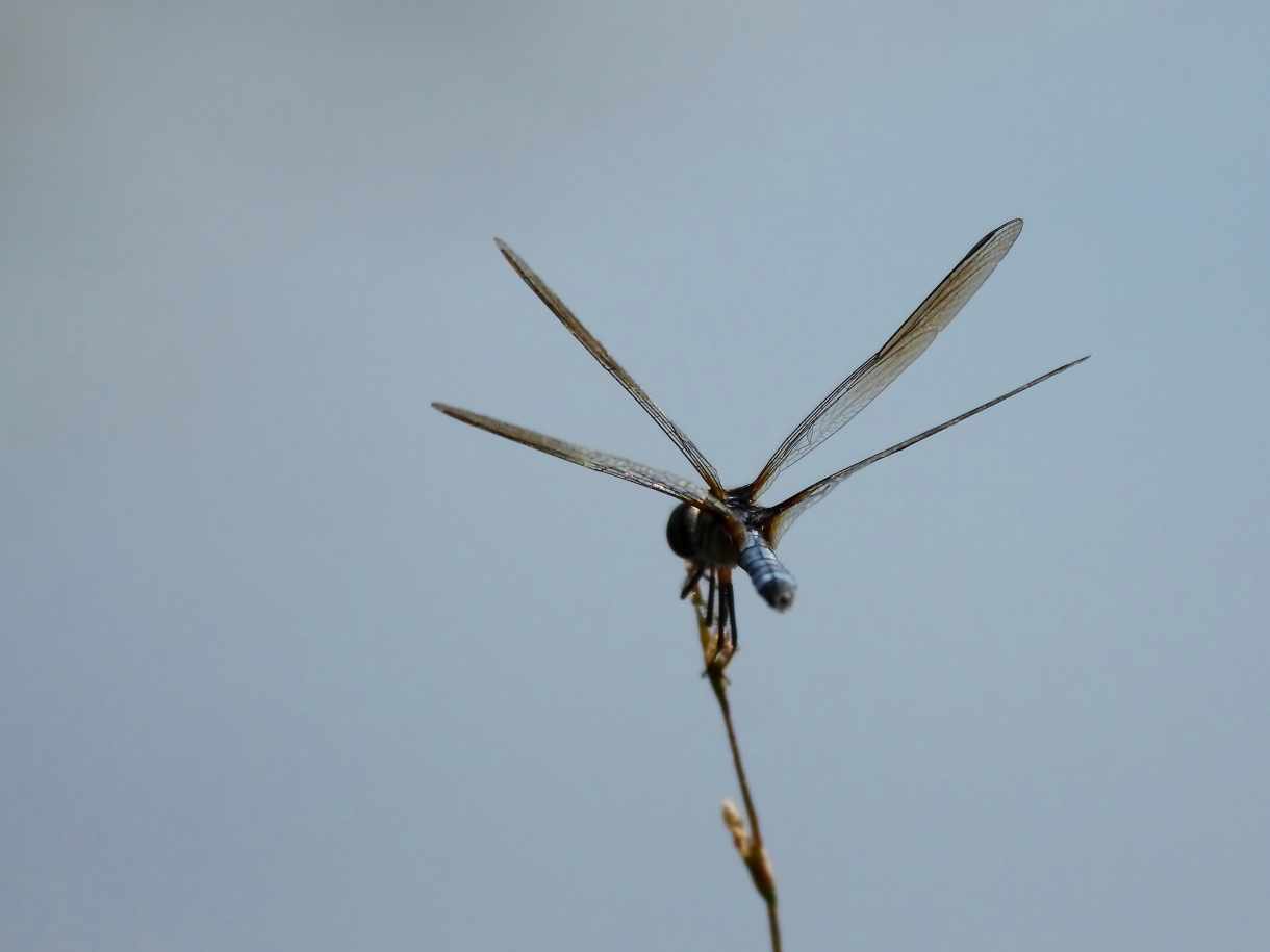 2013 09 10 HTP 05779e
