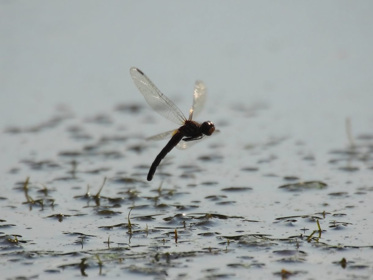 2013 09 10 HTP 05816e