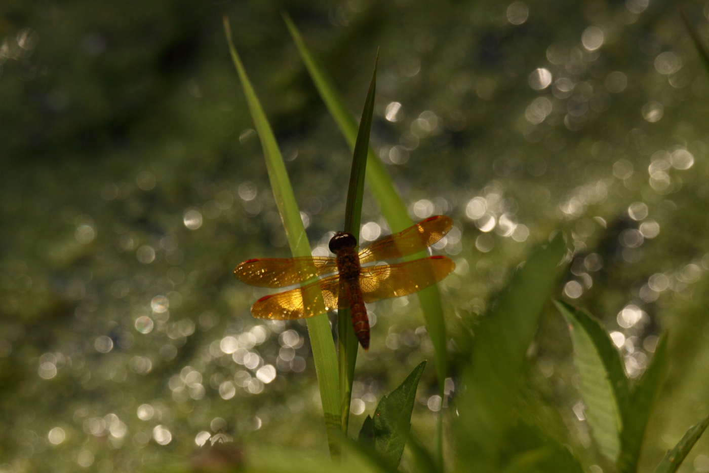 2014 07 29 HTP 76283