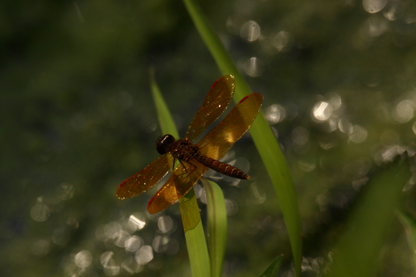 2014 07 29 HTP 76288