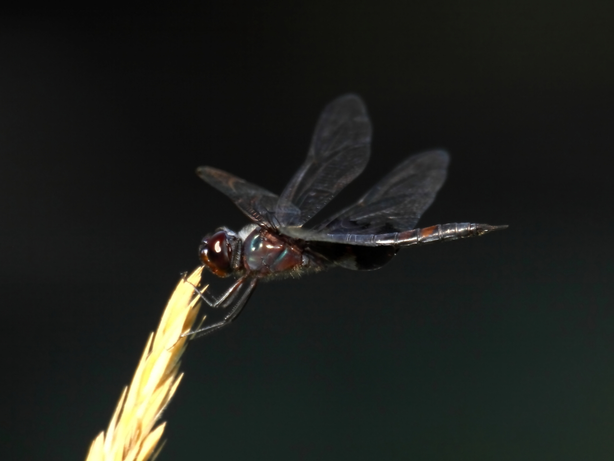 2014 08 07 HTP 78309e