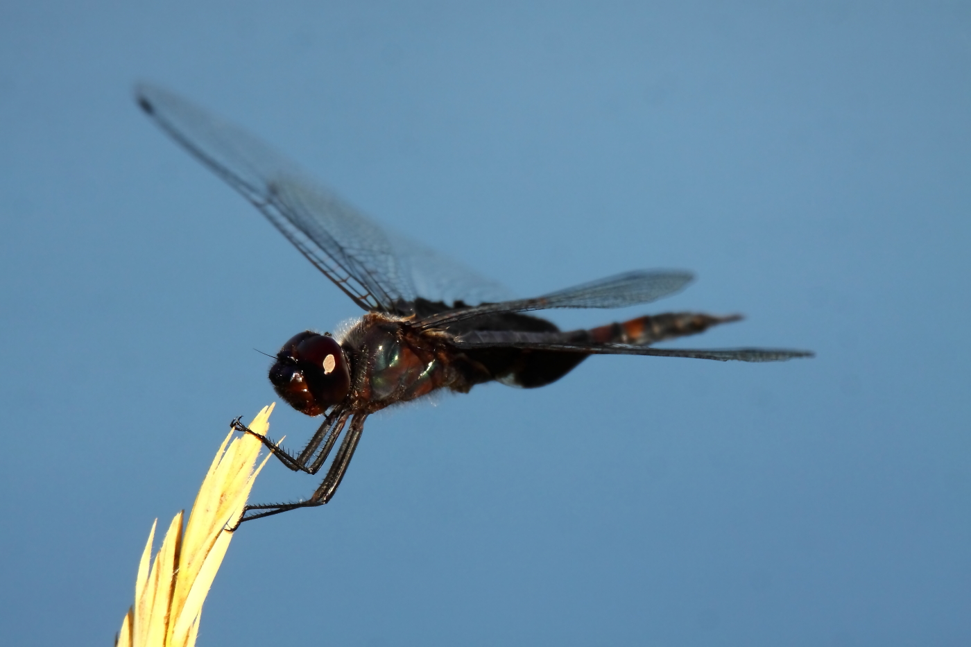 2014 08 07 HTP 78321e