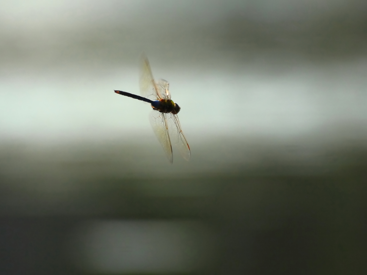 2014 08 08 HTP 78515e