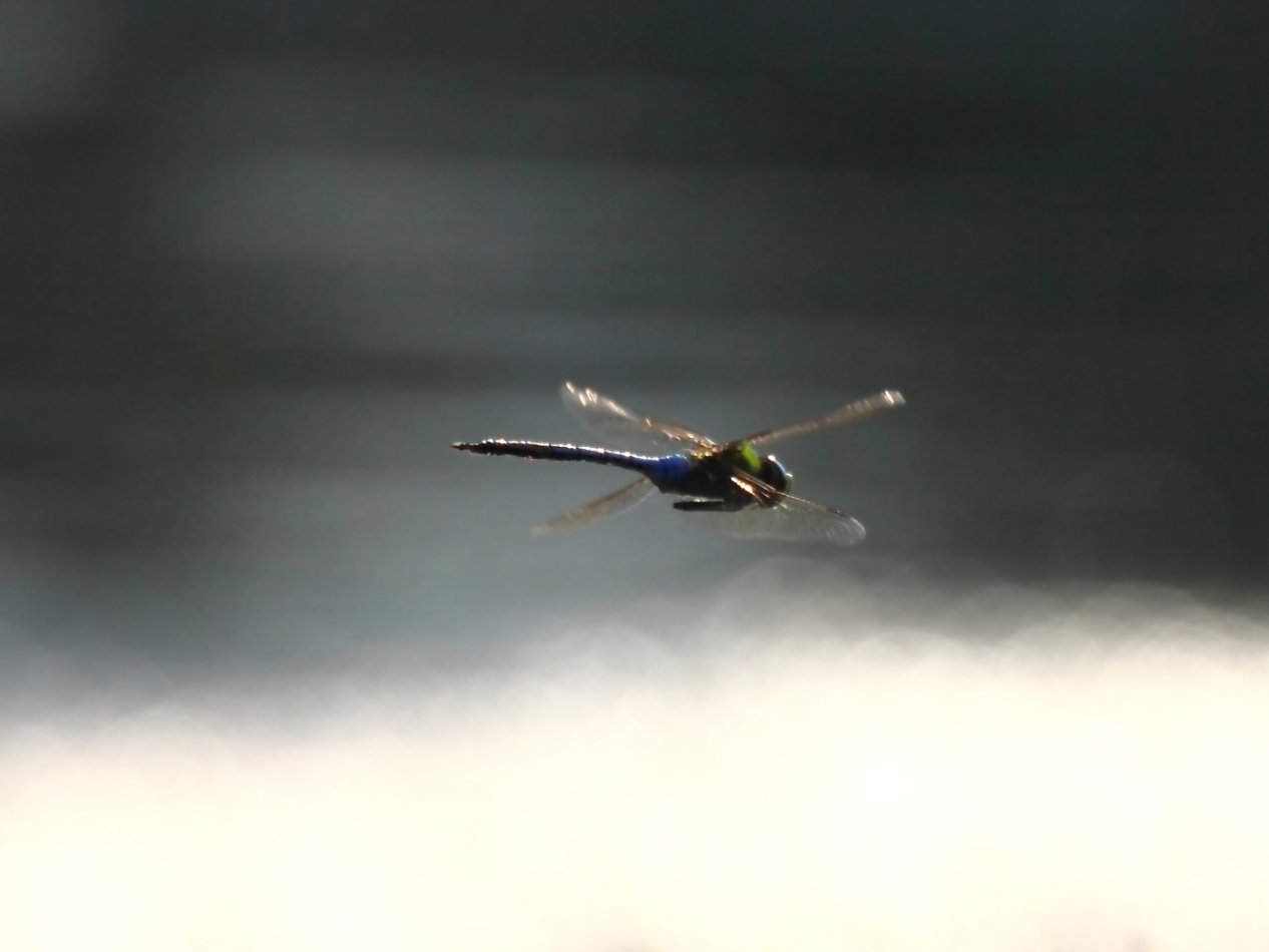 2014 08 08 HTP 78527e