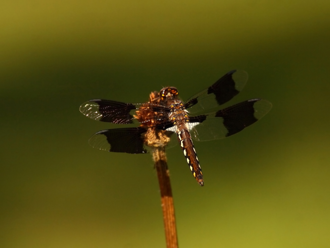 2014 08 10 HTP 78714e